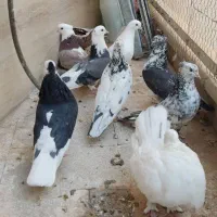 کبوتر پرشی
