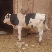 گوساله نر سیمینتال