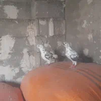 کبوتر