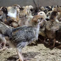 جوجه محلی درجه یک،گوشتی