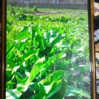 پخش کلی سبزی خورشتی
