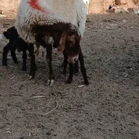 میش دوقلوهردو بره نرو بره قوچی هترو و کاورموجوده