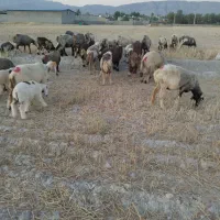 میش بره دار
