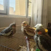 جوجه عروس هلندی