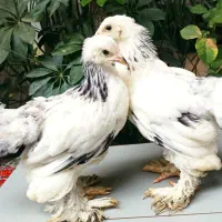 جوجه برهما یک ماهه