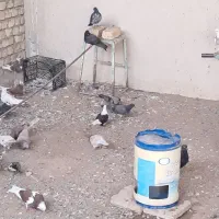 کفتر