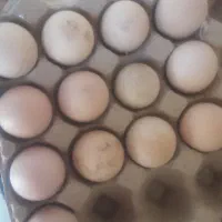 تخم مرغ لاری دونه نود هزار تومان