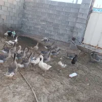 غاز|حیوانات مزرعه|سوسنگرد, |دیوار