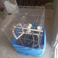عروس هلندی