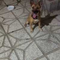 سگ پاکوتاه