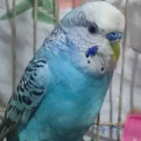 شادگان