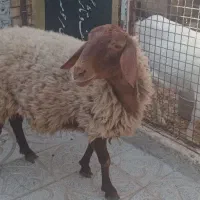 بز وبزغاله ویک بره ماده