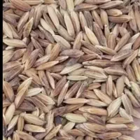 چلتوک  بذری درجه یک