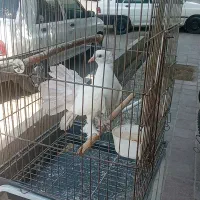 کبوتر دم چتری دستی
