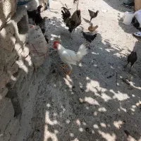 سلام فروش خروس سفید خوشکل