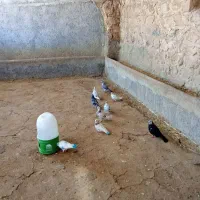 کبوتر|پرنده|ایوان, |دیوار
