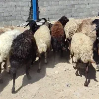 میش افشاری جوان