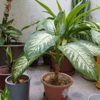 دیفن|گل و گیاه طبیعی|کازرون, |دیوار