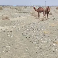 یک شتری نرم شیری با بچه هست قیمت  ۰۳۰۰۰۰۰۰۰۰۰۰