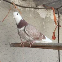 کفتر|پرنده|فرمهین, |دیوار