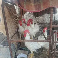 خروس|حیوانات مزرعه|اژیه, |دیوار