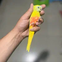 نیوفما ماده بالغ