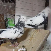 ۵تا کفتر شهرستانی قلدور کاکلی چشم سفید
