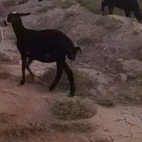 گوسفند