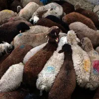 گوسفند زنده