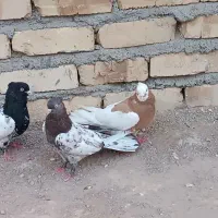 کبوتر رنگه