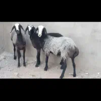 بره ماده