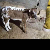 گوساله ماده