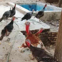 بقلمون تخم گذار
