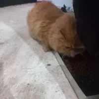 گربه لند