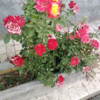 باغ ویلا