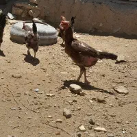 مرغ لاری اصل