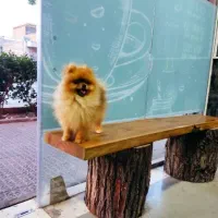 پامر خرسی نر کشش