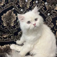 فروشی و واگذاری نیست کامل اگهی رو بخونید لطفا