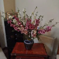 گل های سنبل زیبا وخوش رنگ