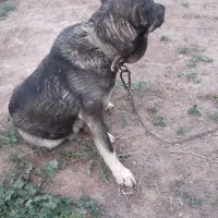 فورشی نژاد سرابی ماده دوساله