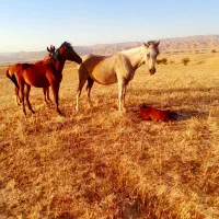 از صدو پنجاه به پاین اسلن نمیدم