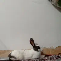 خرگوش