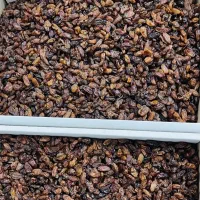 کشمش تحویل بابلسر