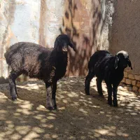 بره.ماده ریز