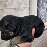 1دونه ژرمن شیپر