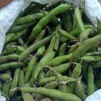 باقلا محلی لاهیجان