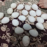 تخم بقلمون نطفدار.کاه خاکشیر خاردامی