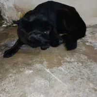 ژرمن بلک ماده جوان