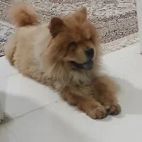 چاوچاو