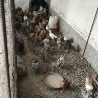 جوجه یک ماهه